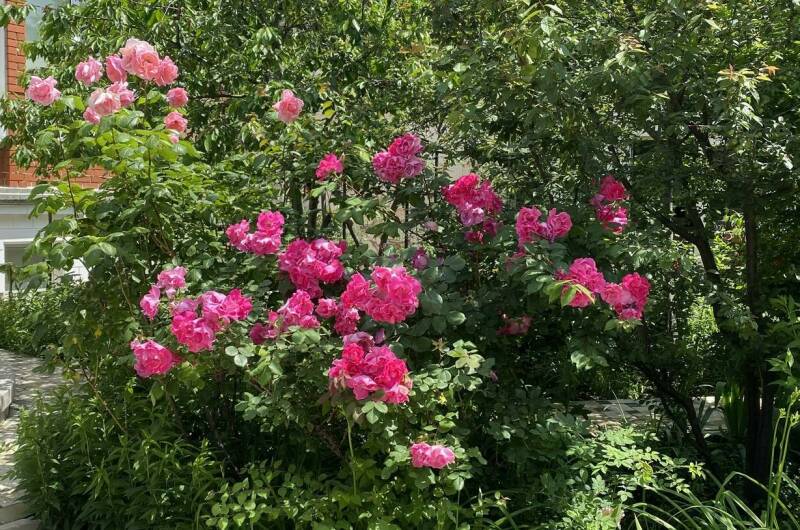 Изображение Изображение гостиницы "Гостевой дом «Белая невесточка»" #3 #3