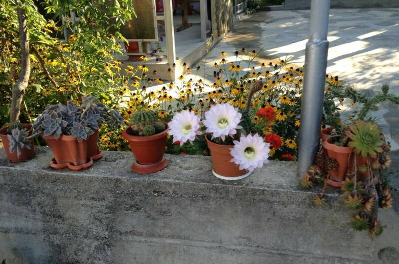 Изображение Изображение гостиницы "Гостевой дом «Пальмира»" #3 #3