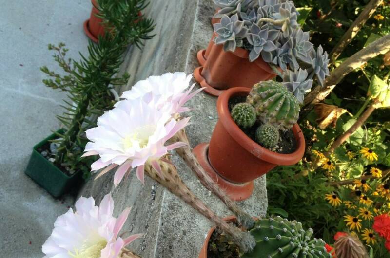 Изображение Изображение гостиницы "Гостевой дом «Пальмира»" #4 #4