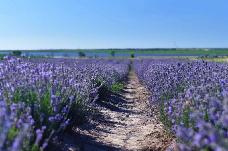 Изображение Изображение гостиницы &quot;Гостевой дом «Ореховый рай»&quot; #8 #8