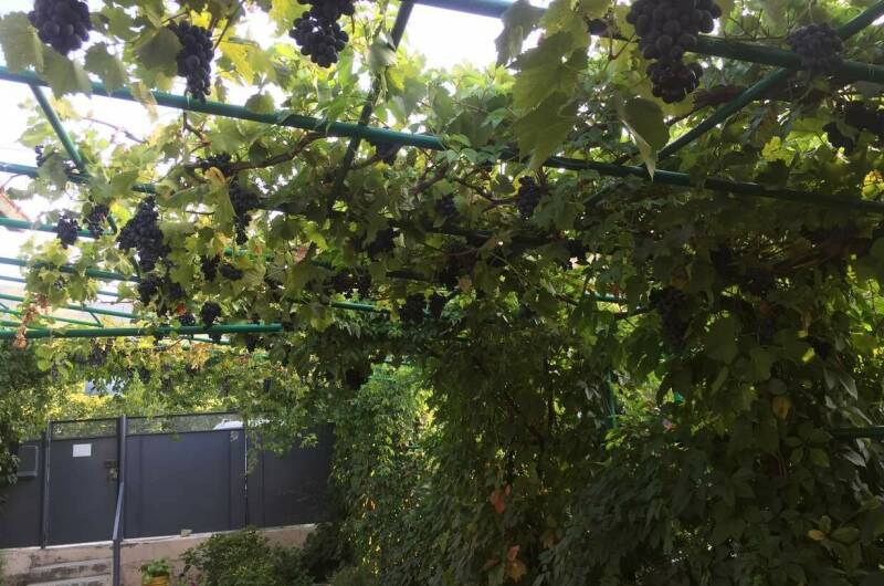 Изображение Изображение отеля / гостиницы "Гостевой дом «Зеленый дворик»" #10 #8