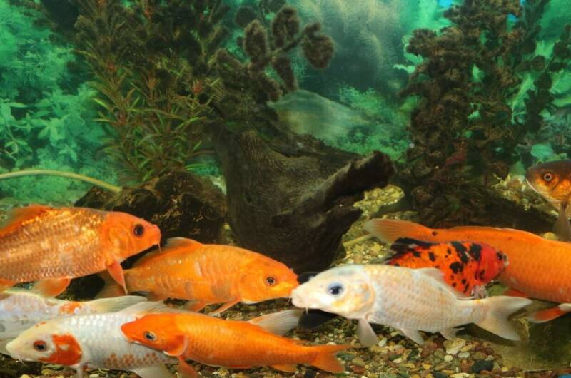 Изображение Изображение гостиницы &quot;Частное домовладение «Иваныч»&quot; #7 #7