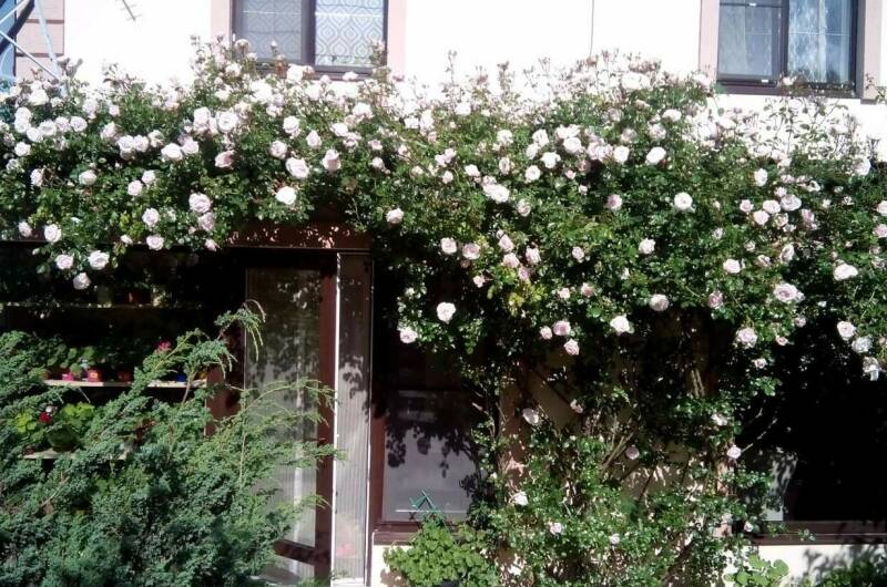 Изображение Изображение отеля / гостиницы "Частный сектор «Bonjour»" #11 #9