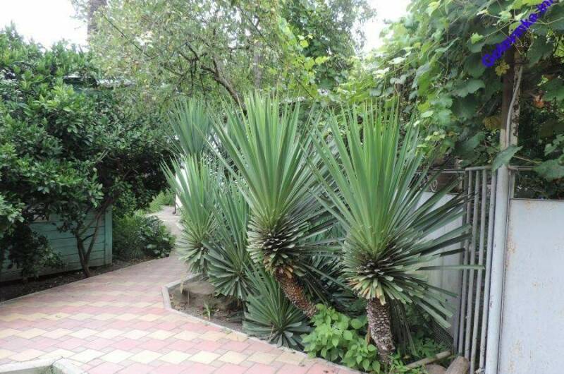 Изображение Изображение отеля / гостиницы "Гостевой дом «Пальмовая роща»" #10 #8