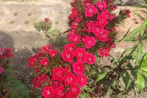 Изображение Гостевой дом «Магнолия» #6