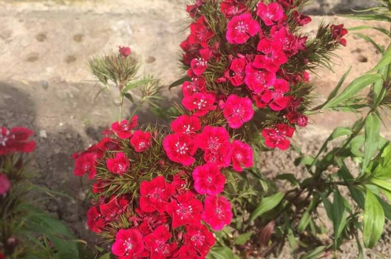 Изображение Изображение гостиницы "Гостевой дом «Магнолия»" #1 #1