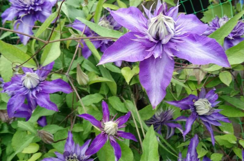 Изображение Изображение гостиницы &quot;Гостевой дом «У Галины»&quot; #5 #5