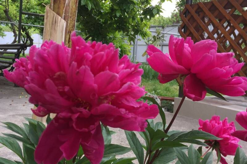 Изображение Изображение гостиницы "Гостевой дом «Hurma»" #7 #7