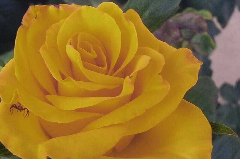 Изображение Изображение отеля / гостиницы "Частный сектор «Белый Какаду»" #10 #8