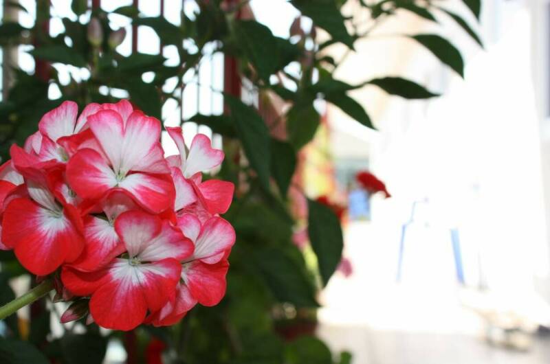 Изображение Изображение отеля / гостиницы "Гостевой дом «Аррива»" #10 #8