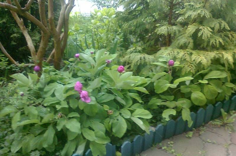 Изображение Изображение гостиницы "Усадьба для семейного отдыха «Елизавета»" #5 #5