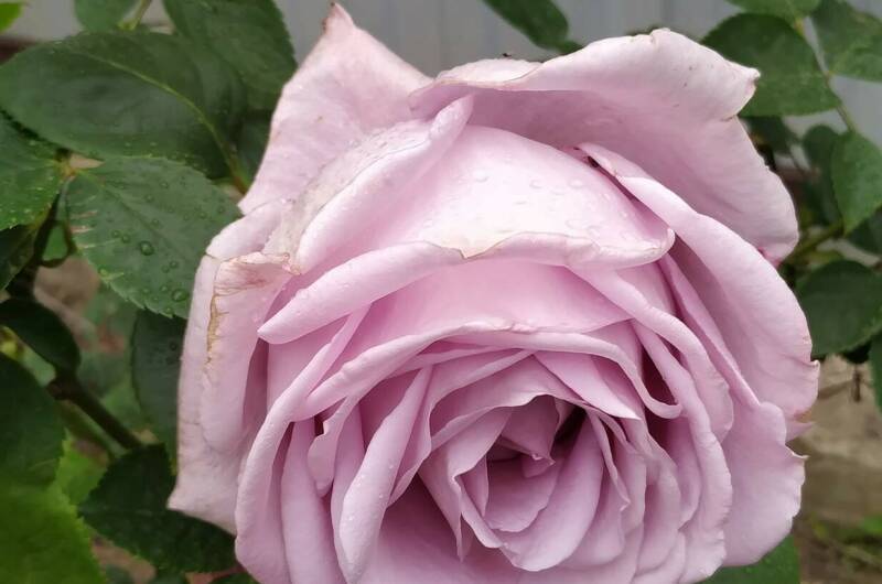 Изображение Изображение гостиницы &quot;Гостевой дом «Валерия»&quot; #6 #6