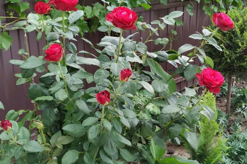 Изображение Изображение гостиницы &quot;Гостевой дом «Валерия»&quot; #7 #7