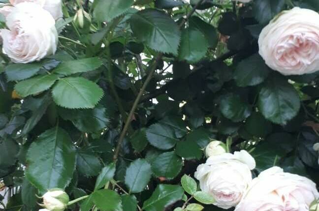 Изображение Изображение гостиницы &quot;Частная Усадьба «Лакшми»&quot; #4 #4