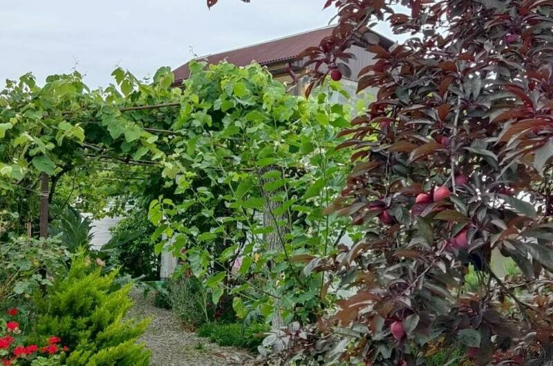 Изображение Изображение гостиницы &quot;Гостевой дом «Бригантина»&quot; #5 #5