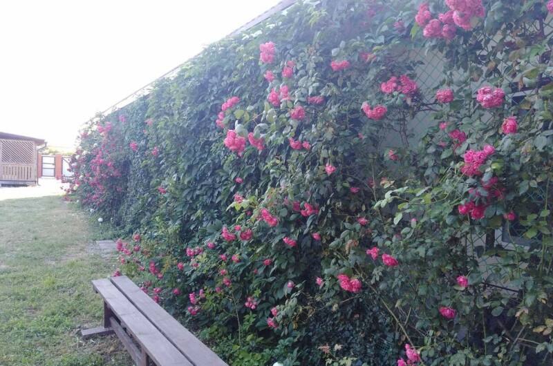 Изображение Изображение гостиницы &quot;Гостевой дом «Кучугуры»&quot; #4 #4