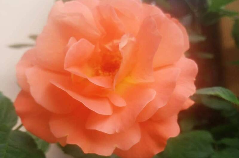 Изображение Изображение отеля / гостиницы "Гостевой дом «У Марины»" #10 #8