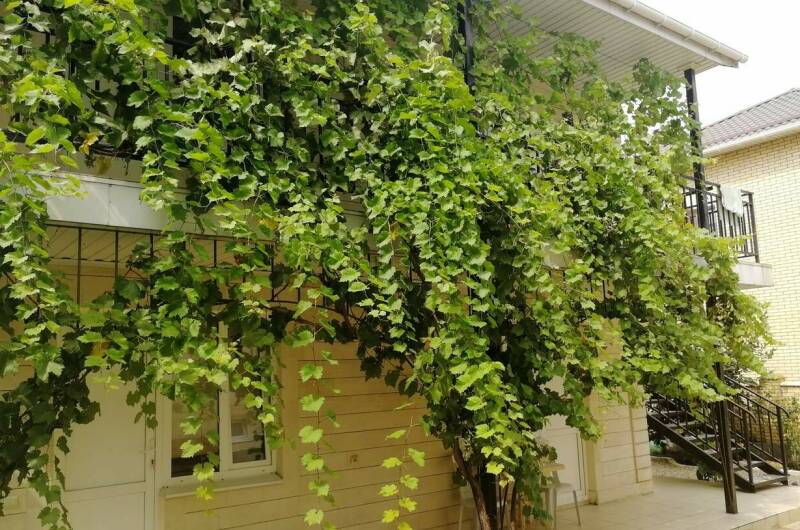 Изображение Изображение гостиницы "Гостевой дом «Для семьи»" #3 #3