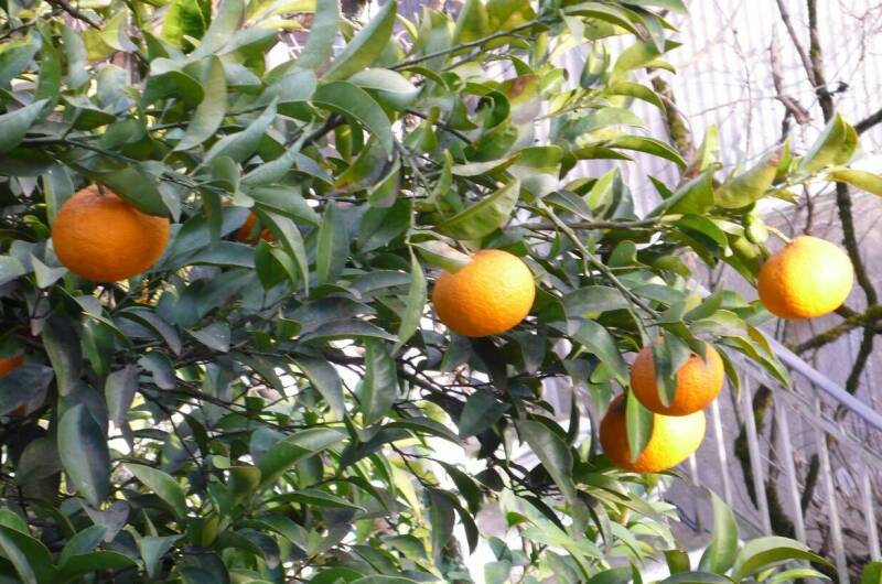 Изображение Изображение гостиницы &quot;Гостевой дом «Лаура»&quot; #2 #2