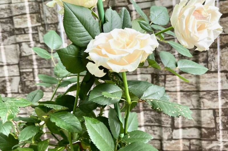 Изображение Изображение гостиницы &quot;Гостевой дом «Мечта-4»&quot; #6 #6