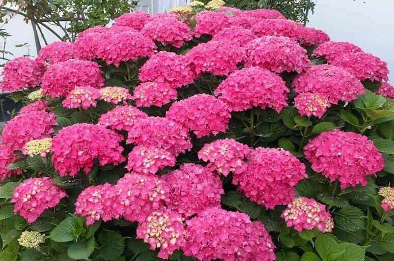 Изображение Изображение гостиницы "Гостевой дом «Бабушкин дворик»" #3 #3