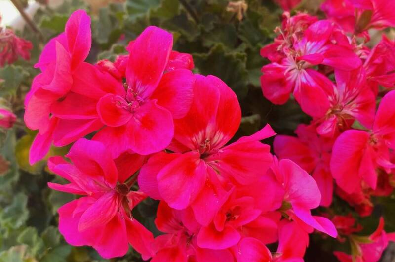 Изображение Изображение гостиницы &quot;Гостевой дом «Виолетта»&quot; #3 #3