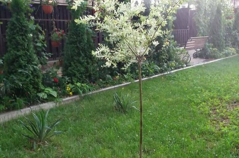 Изображение Изображение гостиницы &quot;Гостевой дом «Аркада»&quot; #5 #5