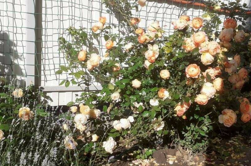 Изображение Изображение гостиницы &quot;Гостевой дом «Светлана»&quot; #3 #3