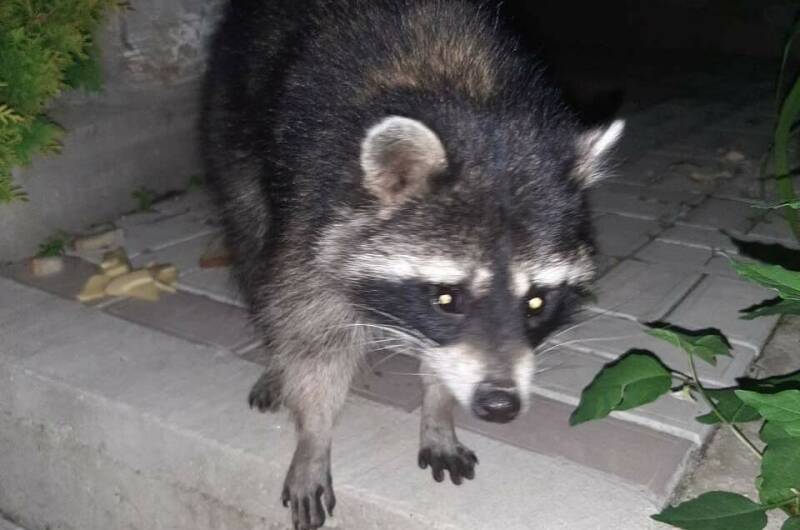 Изображение Изображение отеля / гостиницы "Гостевой дом «Эко-Тур»" #10 #8