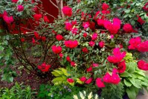 Изображение Гостевой дом «Александрия» #3