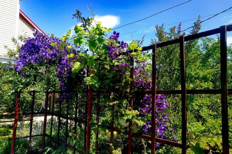 Изображение Изображение гостиницы "Гостевой дом «Александрия»" #2 #2