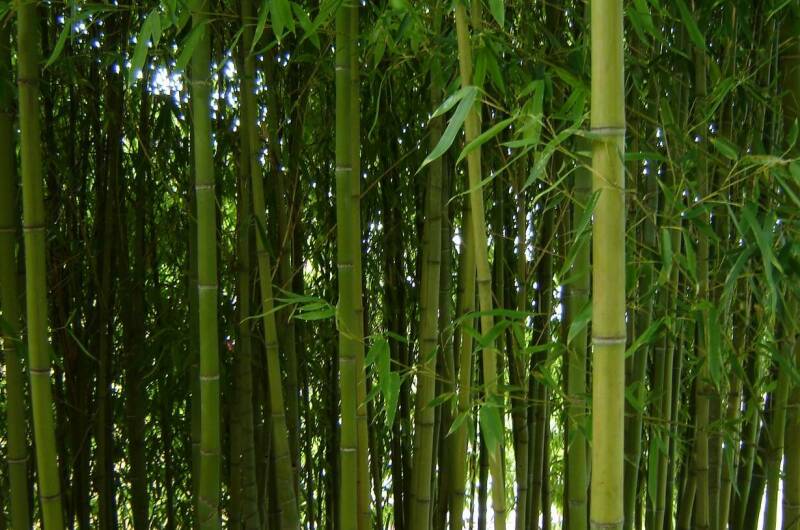 Изображение Изображение гостиницы &quot;Частный дом «Бамбуковая роща»&quot; #5 #5