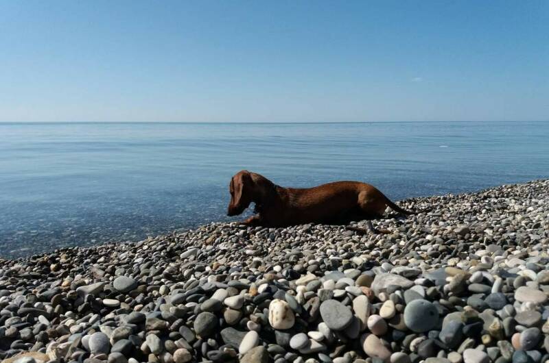 Изображение Изображение отеля / гостиницы "Гостевой дом «У моря»" #11 #9