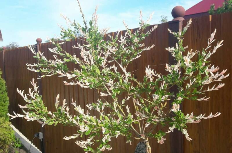 Изображение Изображение квартиры &quot;1-но комнатные апартаменты на переулке Светлый&quot; #8 #8