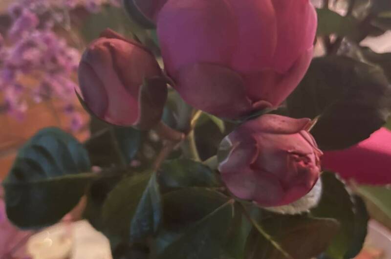 Изображение Изображение гостиницы &quot;Гостиница «Сильвер» (бывший «Гранд-Отель»)&quot; #7 #7