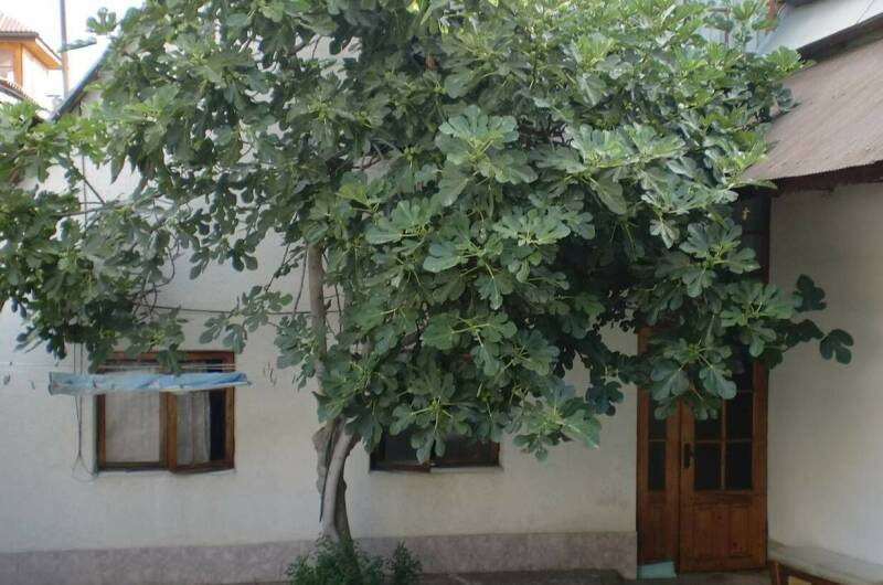 Изображение Изображение гостиницы &quot;Частный сектор «На Школьной»&quot; #3 #3