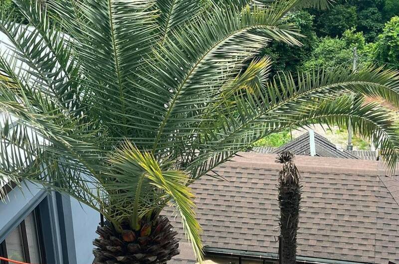 Изображение Изображение гостиницы &quot;Гостевой дом «Эмида»&quot; #1 #1