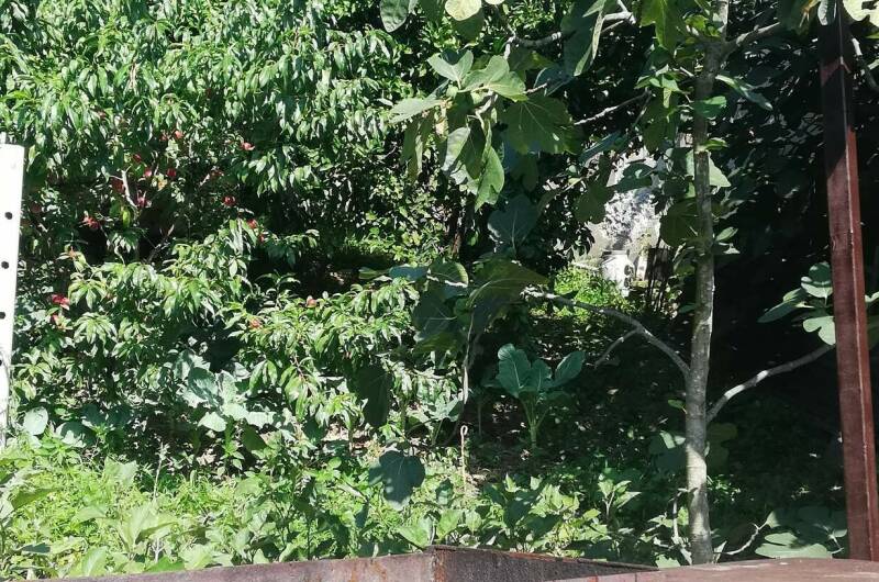 Изображение Изображение отеля / гостиницы "Частный сектор «В гостях у тети Аси»" #10 #8