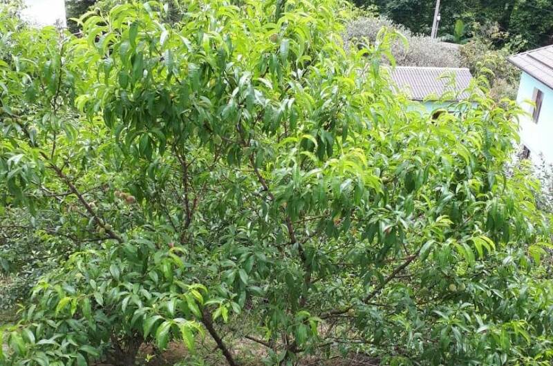 Изображение Изображение гостиницы "Гостевой дом «Алые паруса»" #3 #3