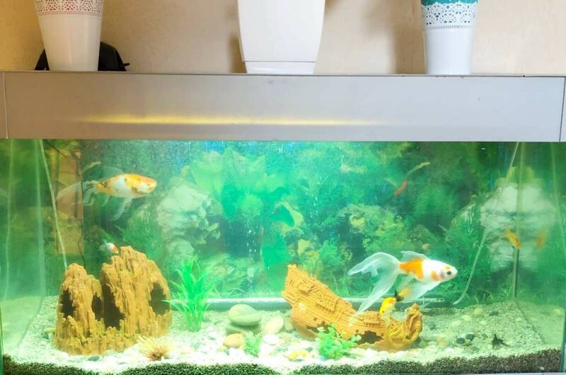 Изображение Изображение гостиницы "Дом «Золотая рыбка»" #2 #2