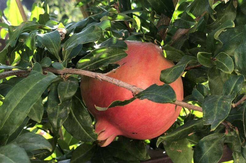 Изображение Изображение отеля / гостиницы "Дом «Золотая рыбка»" #11 #9