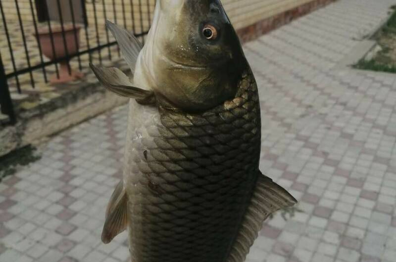 Изображение Изображение гостиницы "Дом «Персона» с кухней в номерах" #7 #7