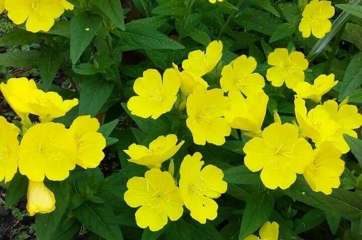 Изображение Изображение квартиры &quot;Домик под ключ «Вишня»&quot; #8 #8