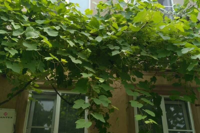 Изображение Изображение гостиницы &quot;Гостевой дом «Анаида»&quot; #6 #6