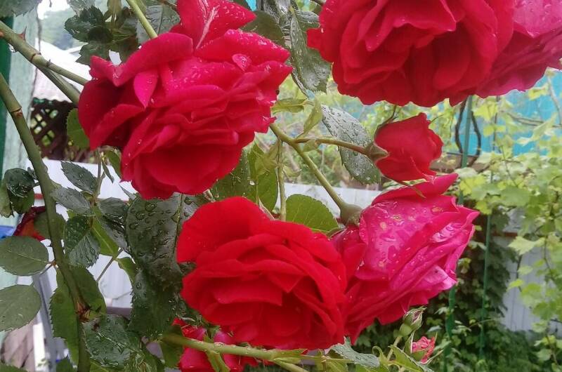 Изображение Изображение квартиры &quot;Дом под ключ «Калимера»&quot; #5 #5