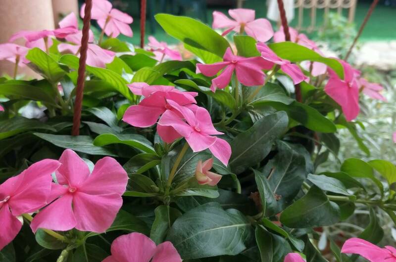 Изображение Изображение гостиницы &quot;Частный сектор на Ленина&quot; #5 #5