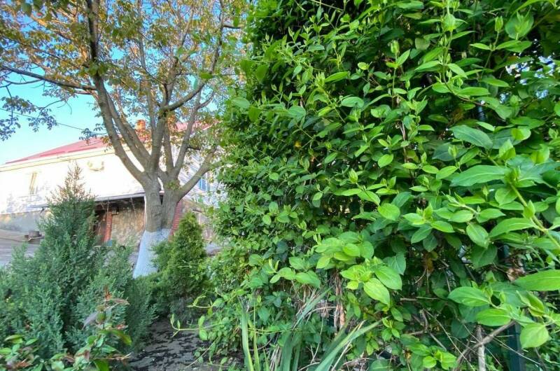 Изображение Изображение гостиницы &quot;Гостевой дом «Под соснами»&quot; #3 #3