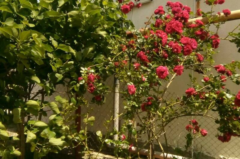 Изображение Изображение гостиницы &quot;Гостевой дом «София»&quot; #5 #5