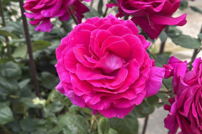 Изображение Изображение гостиницы "Гостевой дом «Фаворит»" #7 #7