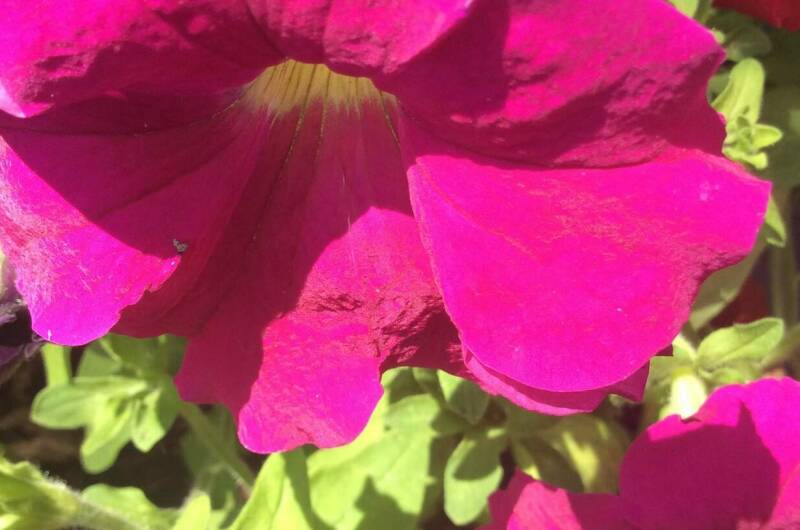 Изображение Изображение гостиницы &quot;Гостевой дом «Green House»&quot; #2 #2